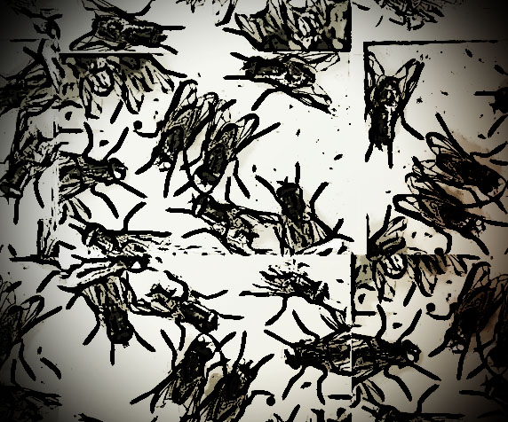 cluster-of-flies